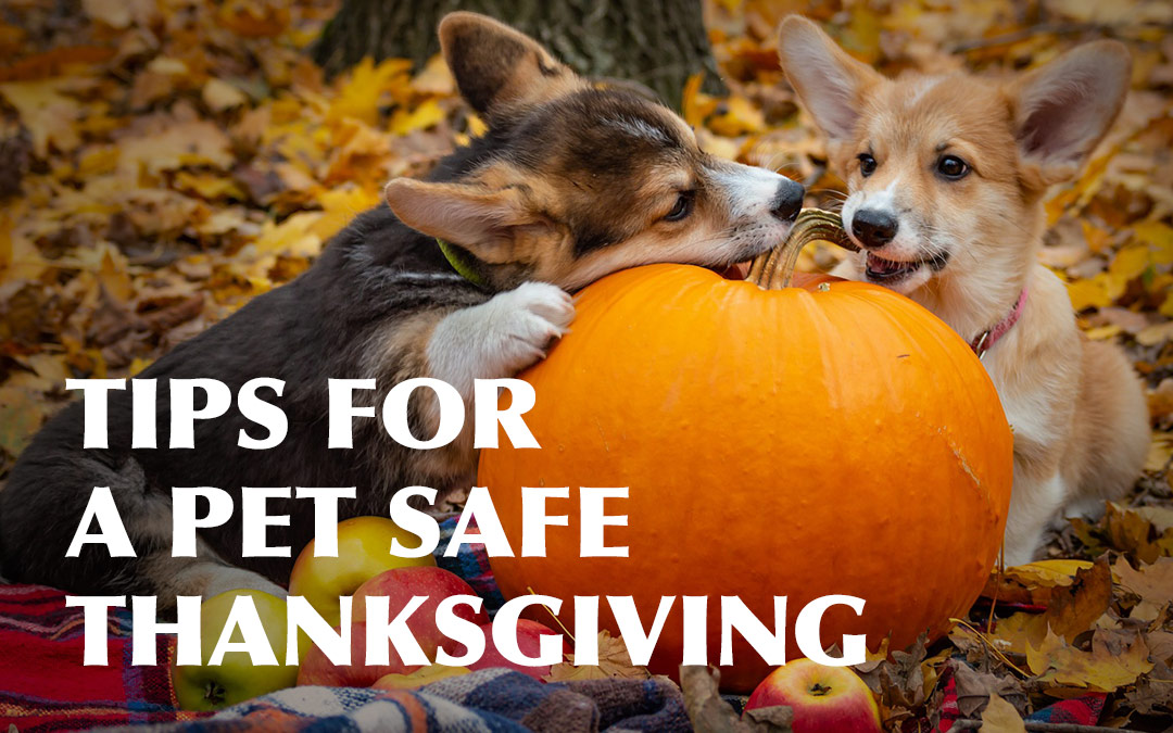 Tips For A Pet Safe Thanksgiving HomeoPet