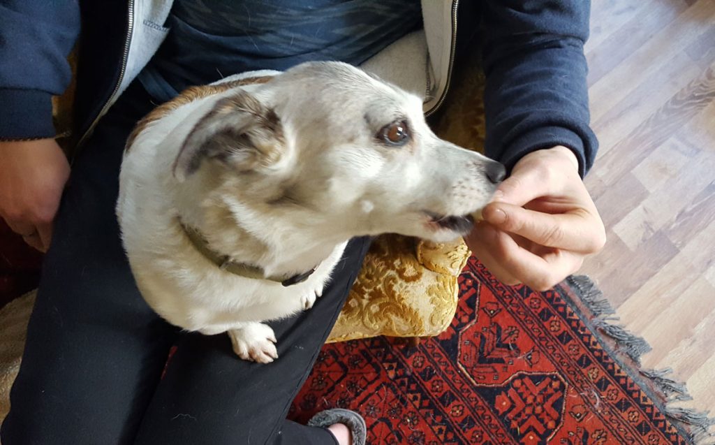 Dog-pill