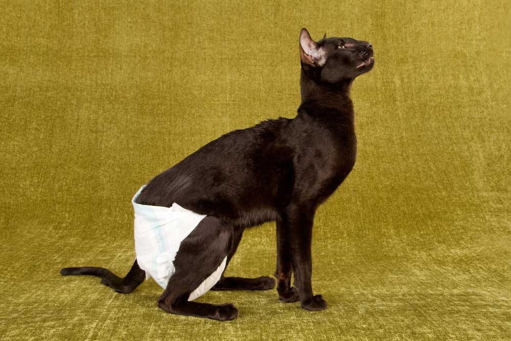 Feline Urinary Incontinence The Leaky Cat HomeoPet