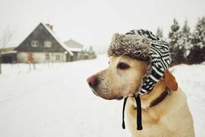 older-dog-in-winter