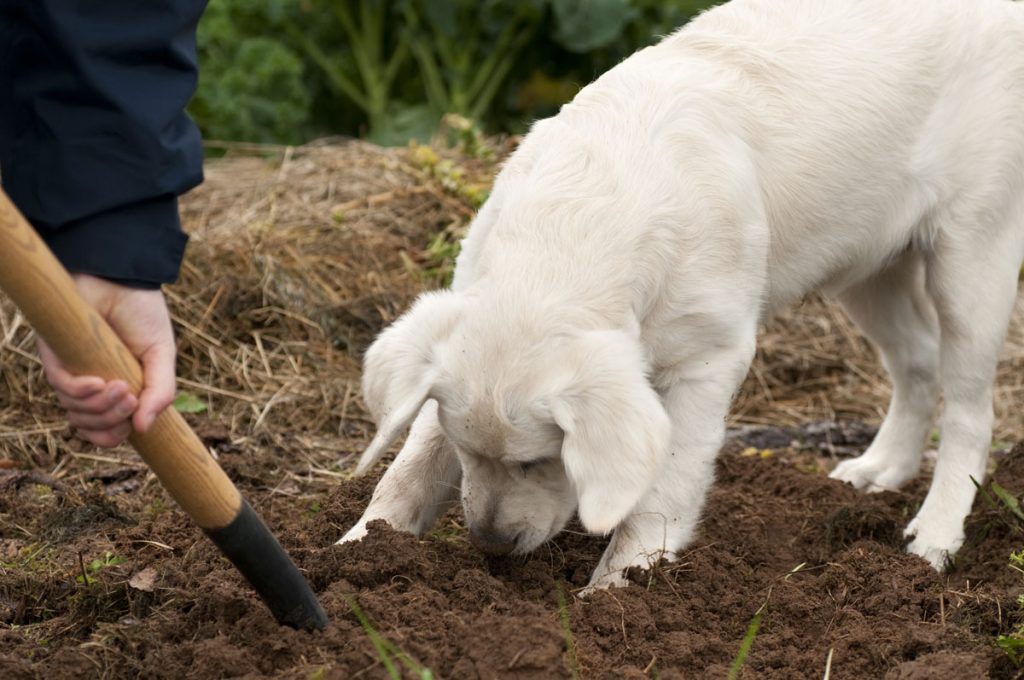 dog-digging