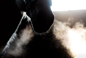respiratory-conditions-in-horses
