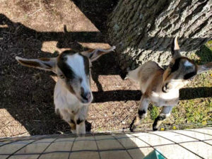 Molly&Hank-goats1