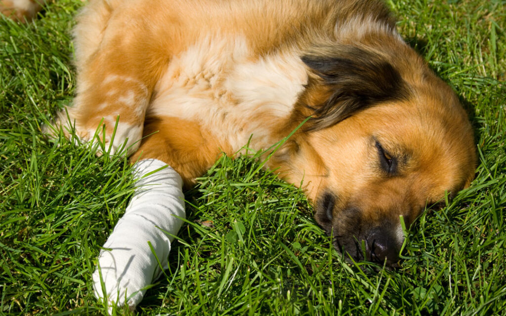 Treating wounds in pets