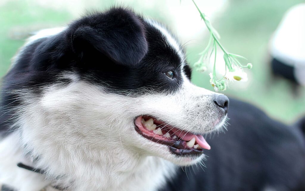 Bad Breath in Dogs 6 tips to help freshen your dog’s breath HomeoPet