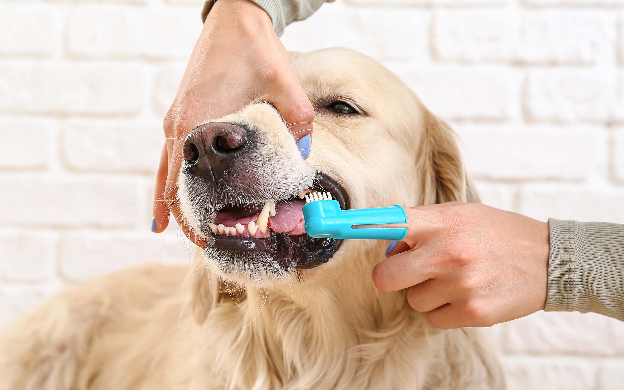 Bad Breath in Dogs 6 tips to help freshen your dog’s breath HomeoPet