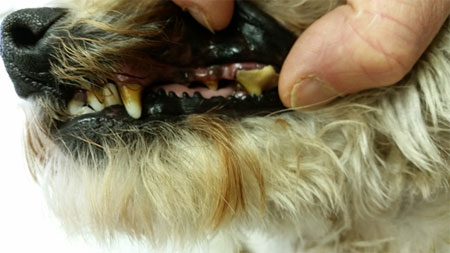 bad-teeth-on-a-dog