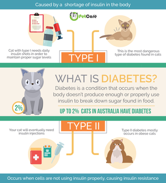 Diabetes in Pets – is your dog or cat suffering? - HomeoPet