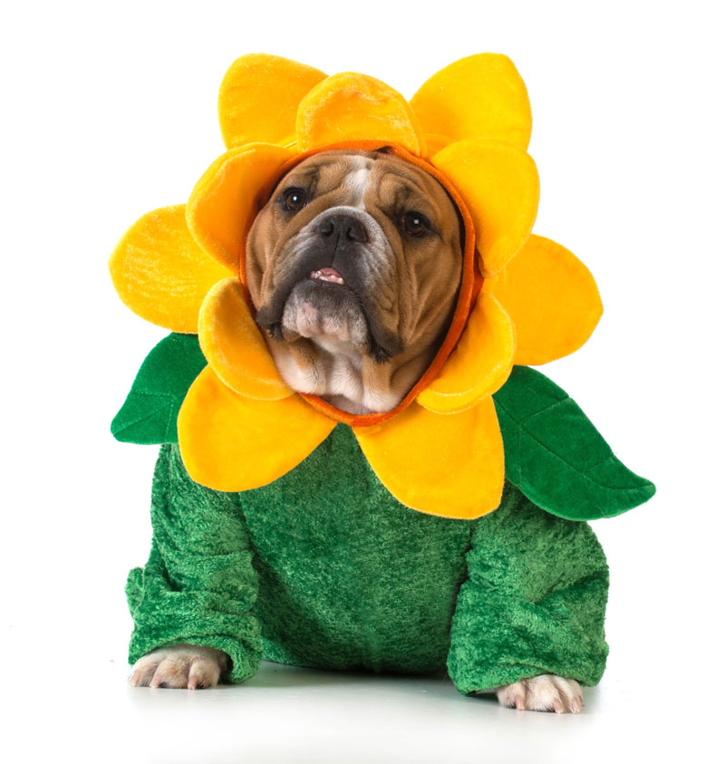 dog-costume
