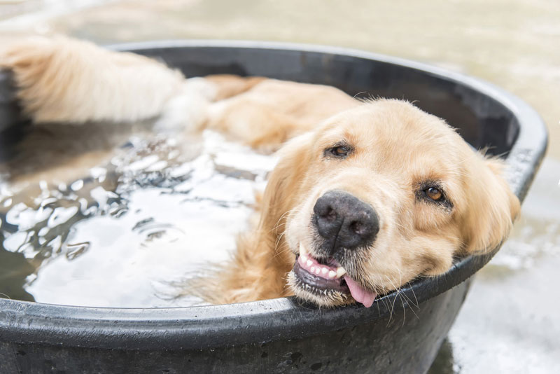 dog-in-bath
