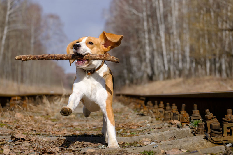dog-with-stick
