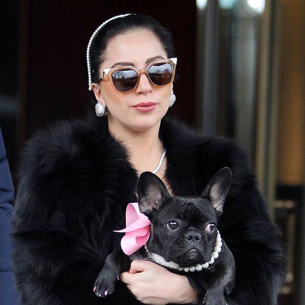Celebrities and Their Famous Fur-babies : Ten Celebrity Pets - HomeoPet