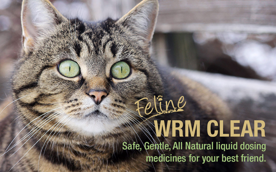 roundworm meds for cats