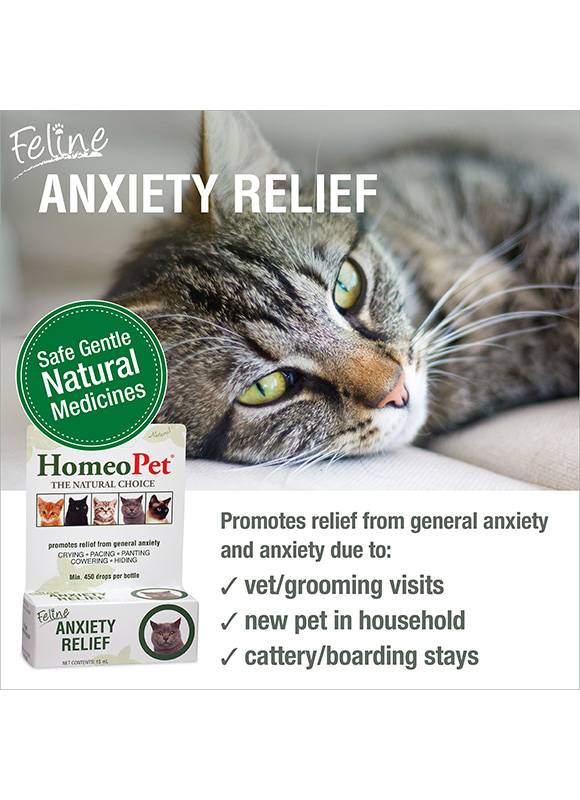Cat Anxiety Medication, Calming Aids & More
