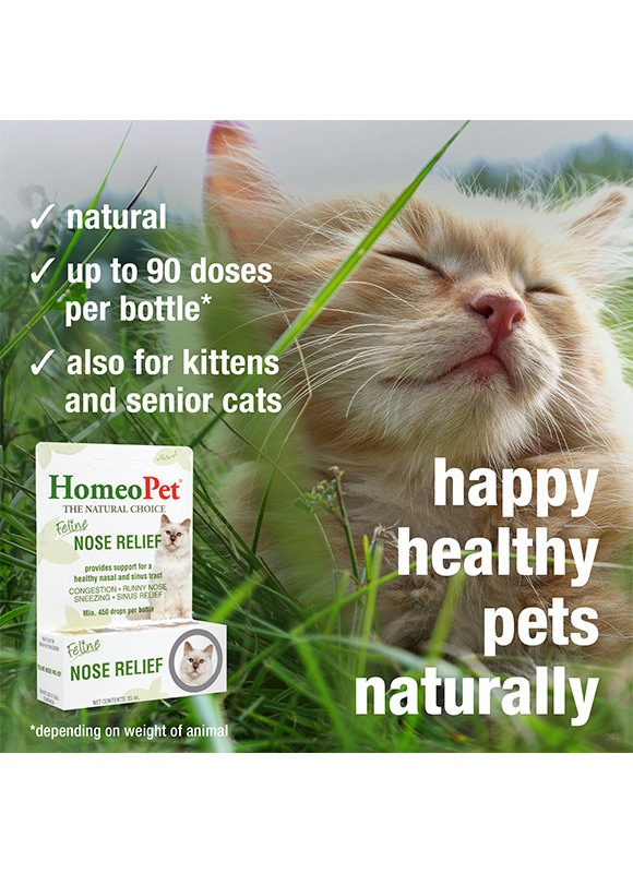 Cat Sneezing Fever Cats Home Remedy Cough Treatment Cat Cold