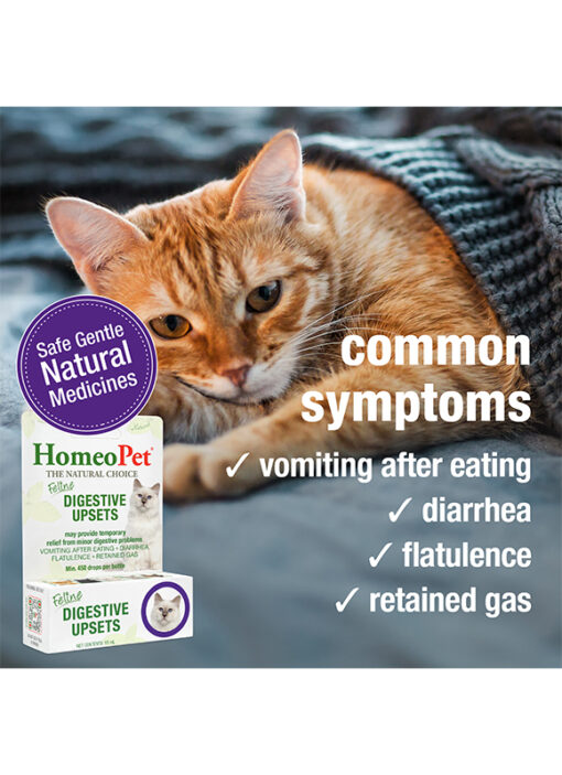 FELINE DIGESTIVE UPSETS - Image 4