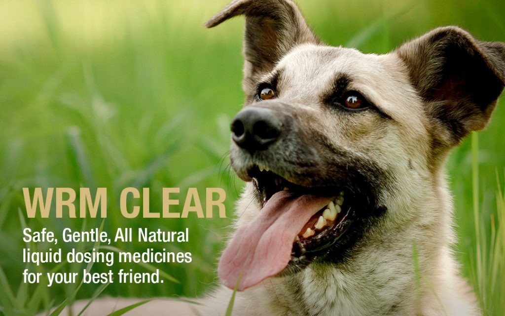 natural worm medicine for dogs