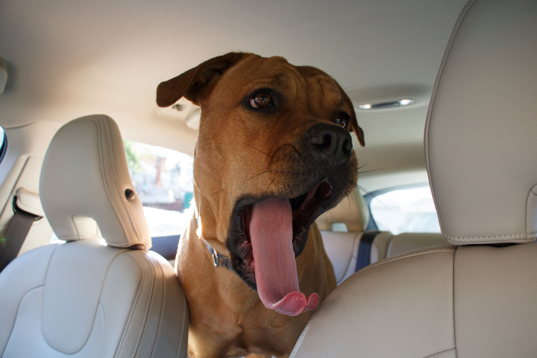 Travel Anxiety in Pets - how to avoid the stress and the mess
