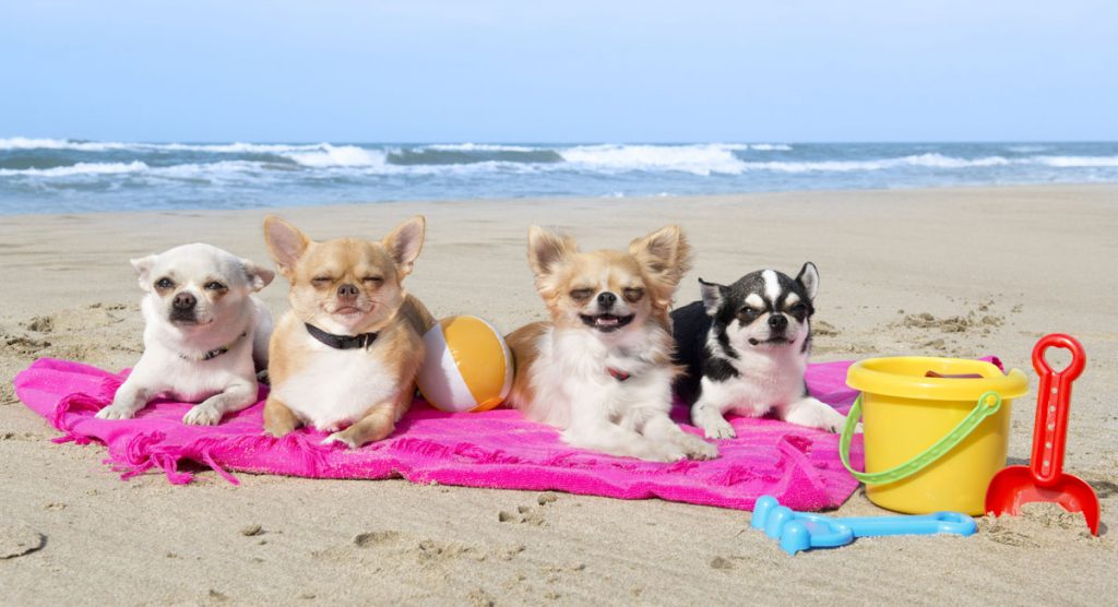 Dogs-on-beach
