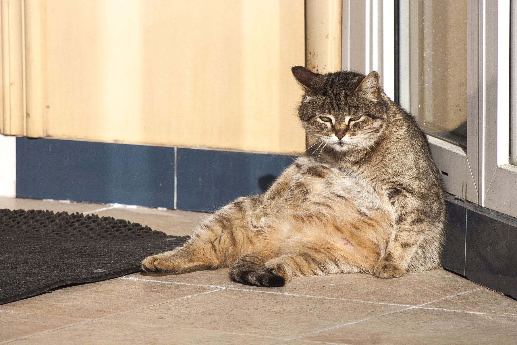 Pet Obesity – is your pet's health suffering? - HomeoPet