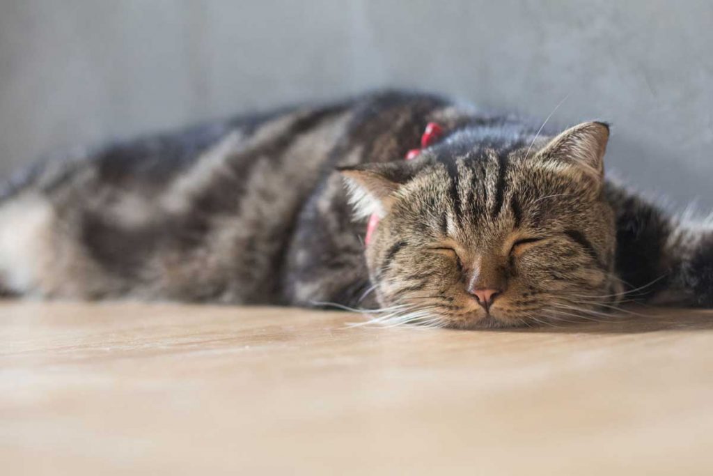 home remedies for cats with breathing problems