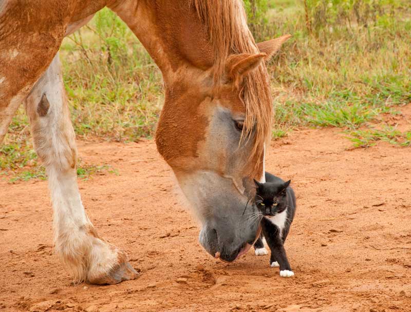 cat-and-horse