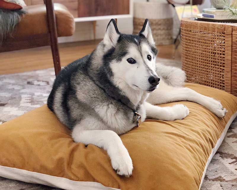 Wolf-nest-dog-bed