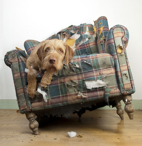 dog-chew-chair