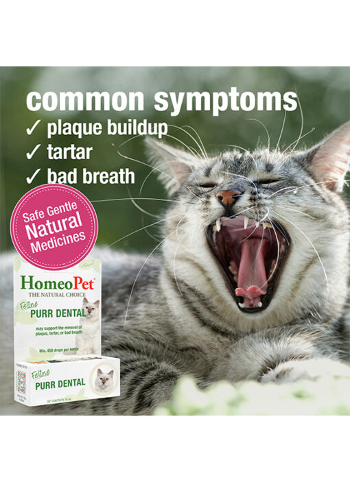 FELINE PURR DENTAL - Image 4