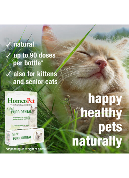 FELINE PURR DENTAL - Image 5