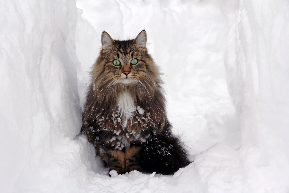 cat-in-snow