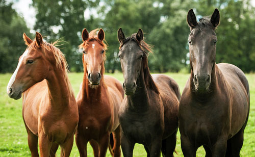 horses-in-herd