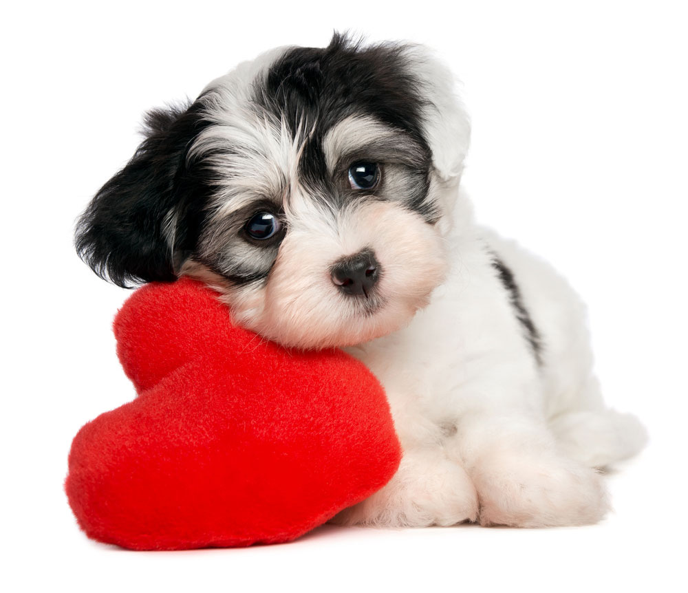 puppy-love