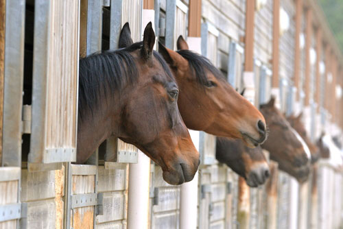 stressed-horses-in-stable