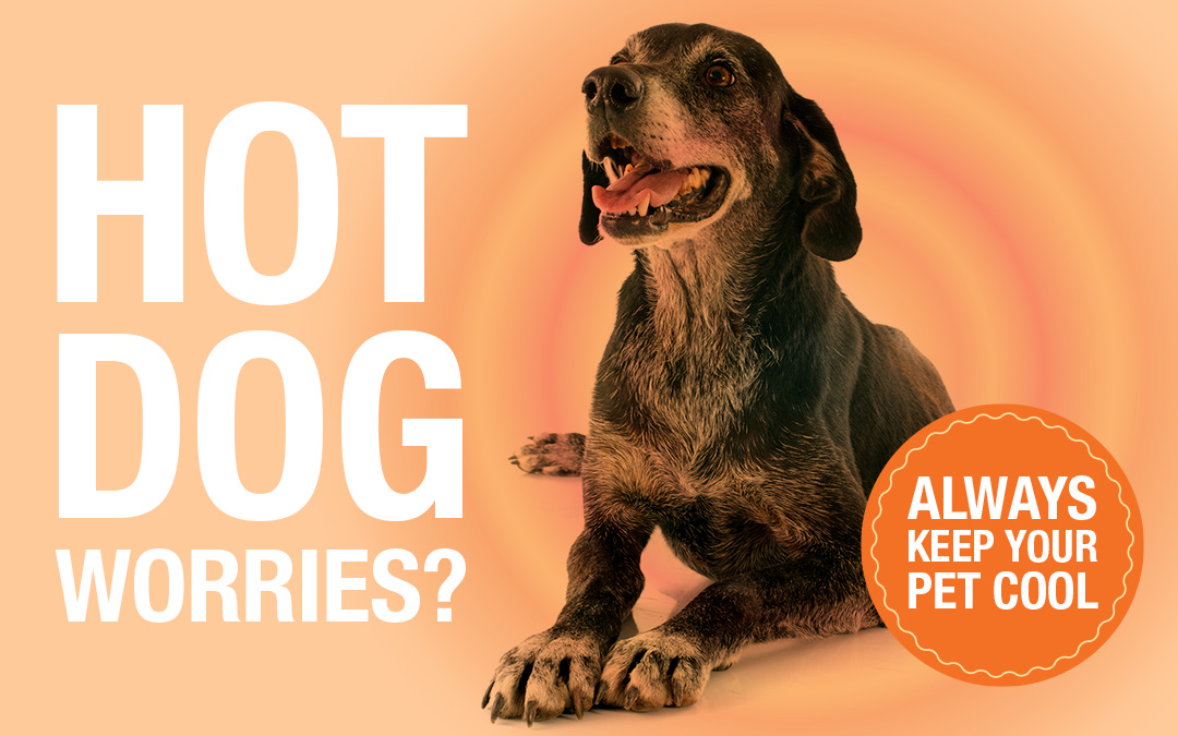 How To Help My Dog With Heat Stroke