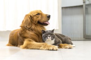 dog-and-cat