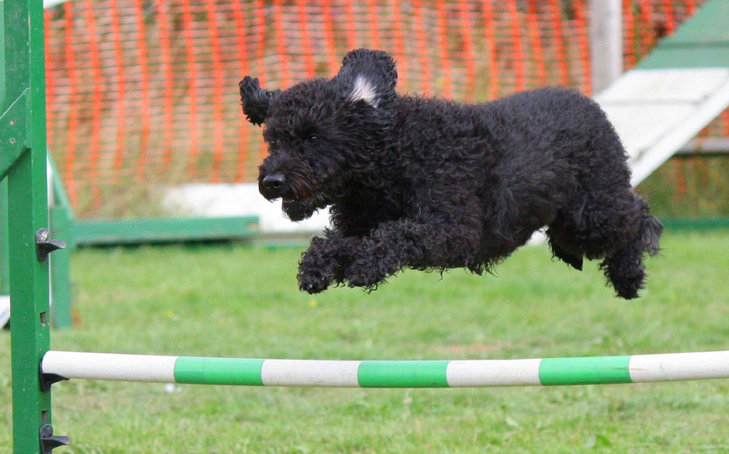 dog-agility