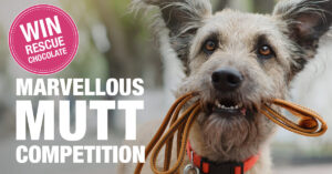 Marvellous_Mutt_Competition