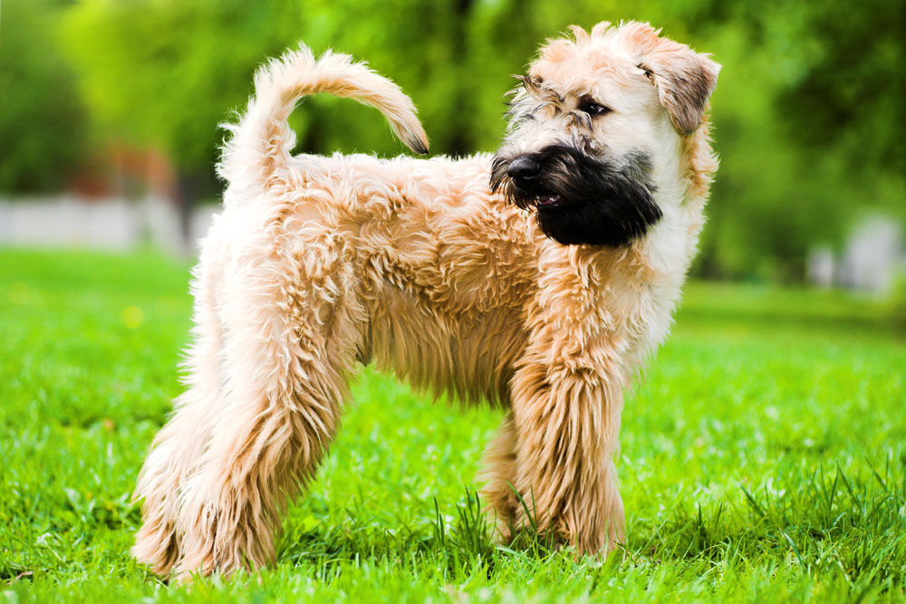 Irish-Soft-Coated-Wheaten-Terrier
