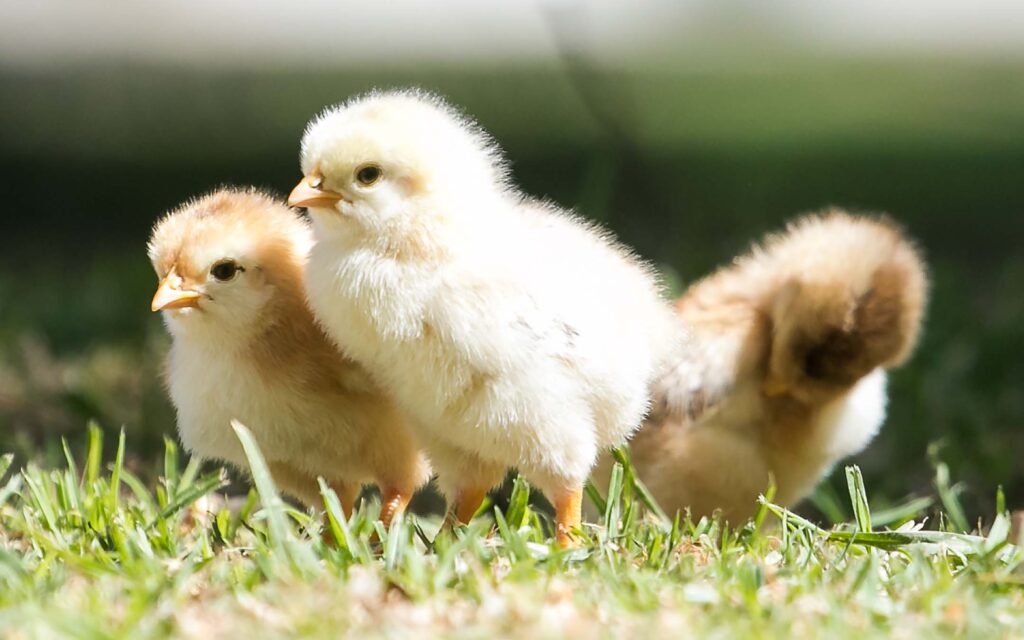 Raising chickens – the crucial steps to healthy flock - HomeoPet
