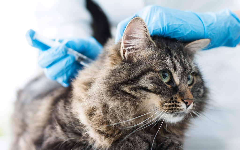 Rabies In Cats. Should You Be Concerned? - HomeoPet