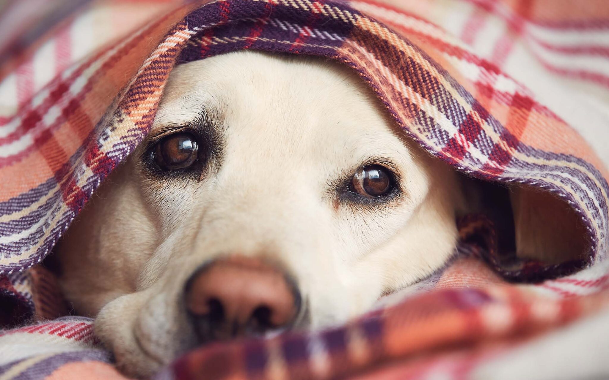 Noise Phobia in Dogs How to help your dog cope and remain calm