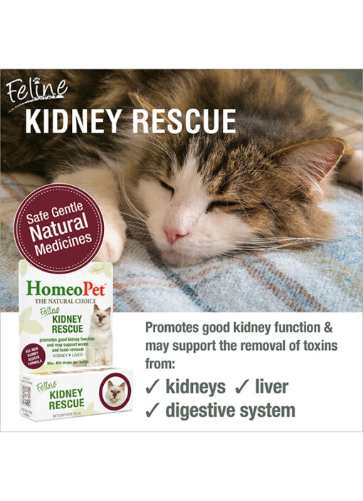 FELINE KIDNEY RESCUE - Image 3