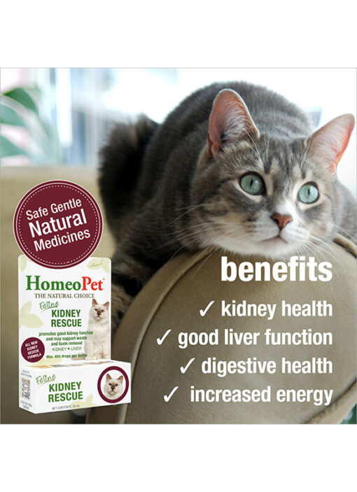 FELINE KIDNEY RESCUE - Image 4