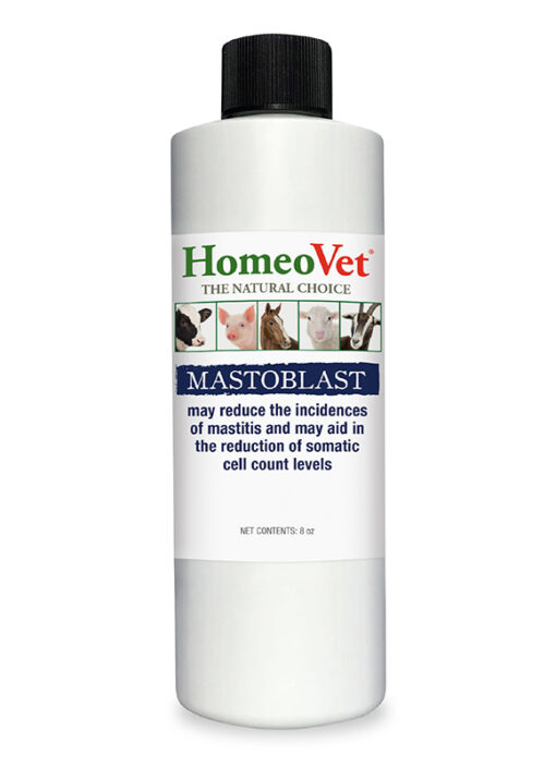 Mastoblast