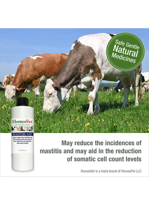 Mastoblast - Image 3
